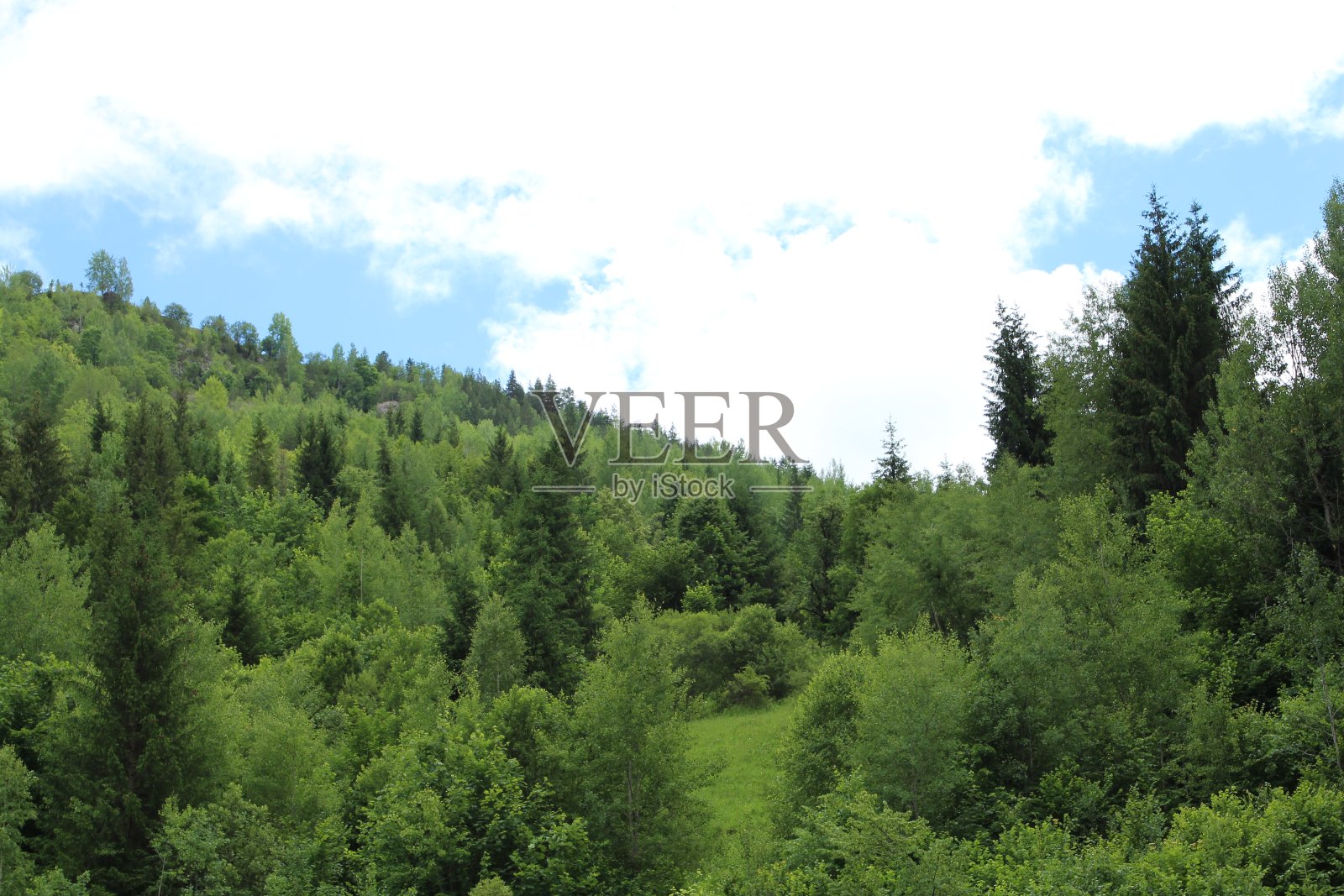 森林里的一群树照片摄影图片