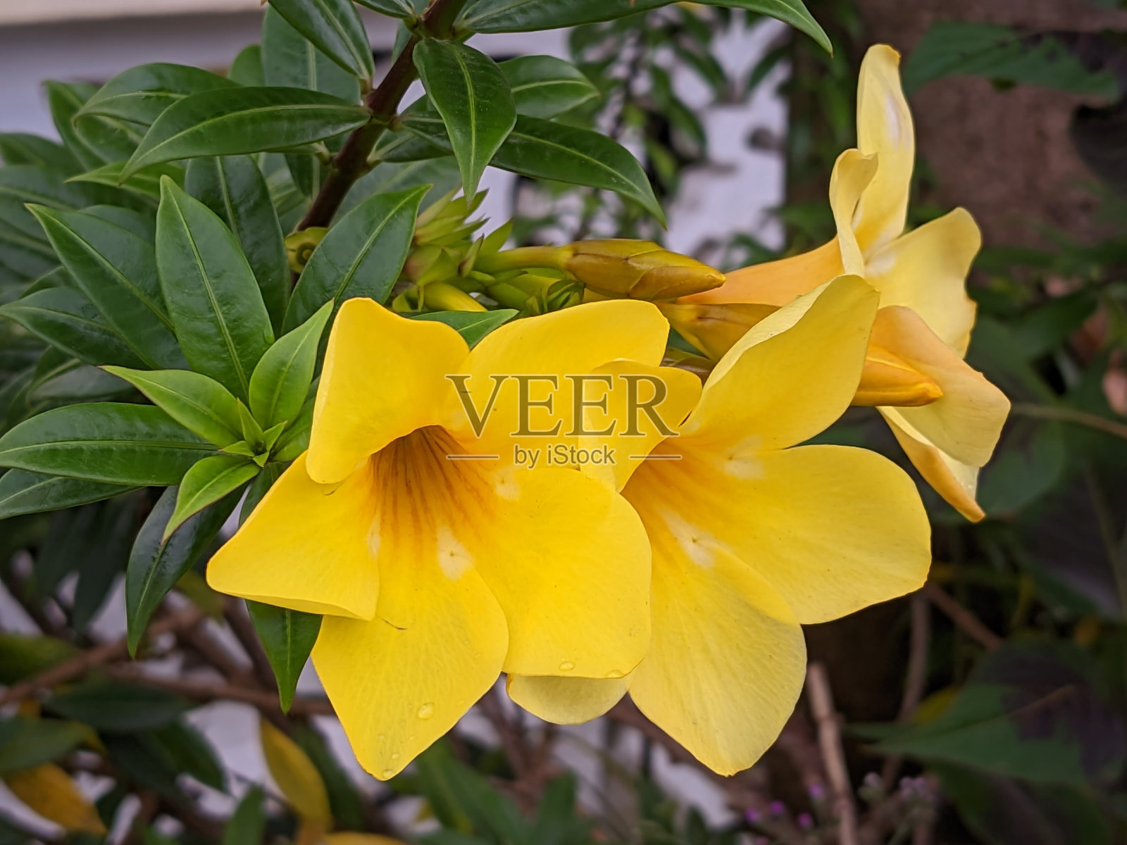 Alamanda花照片摄影图片