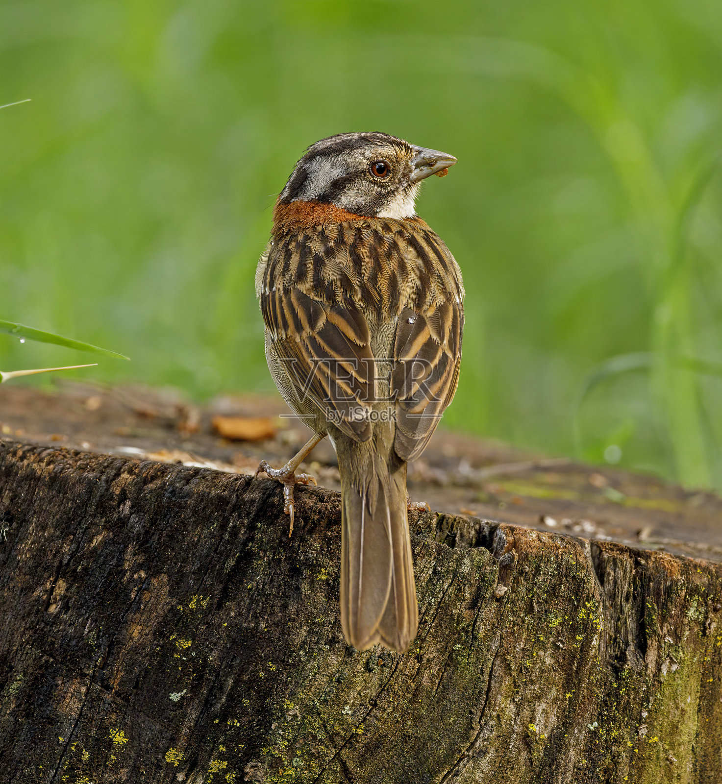 清晨的麻雀照片摄影图片
