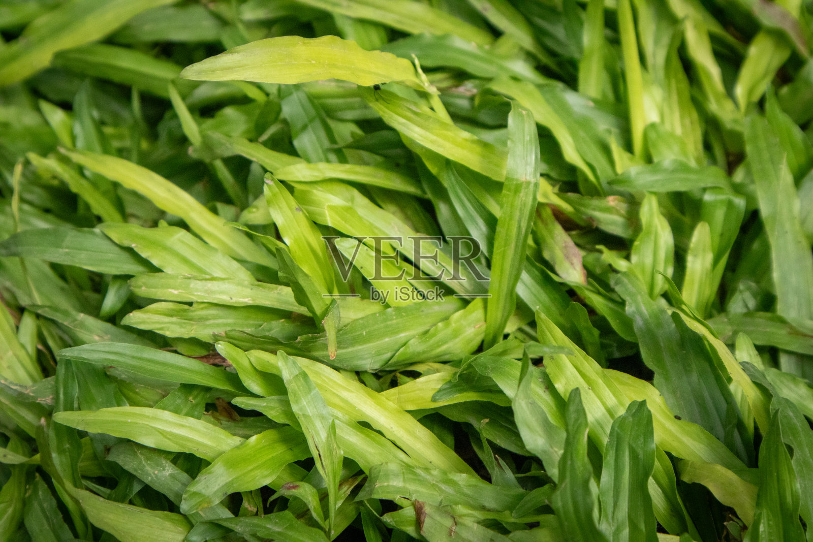 美丽的绿草,雨后还留下了小水滴。照片摄影图片