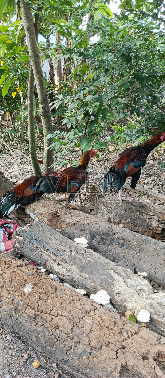 院子里的公鸡照片摄影图片