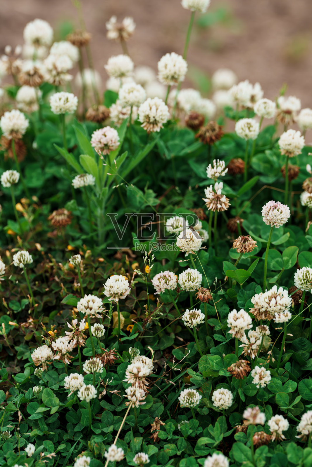 白三叶草,拉迪诺三叶草,三叶草照片摄影图片