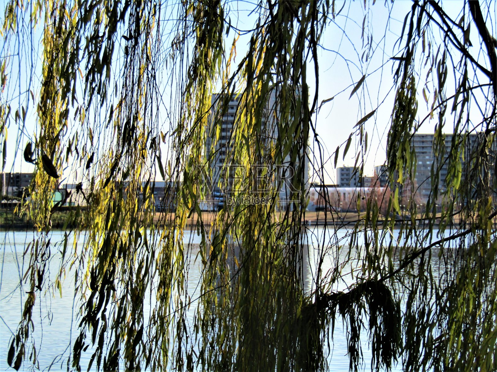 日本。12月。湖岸的垂柳。照片摄影图片