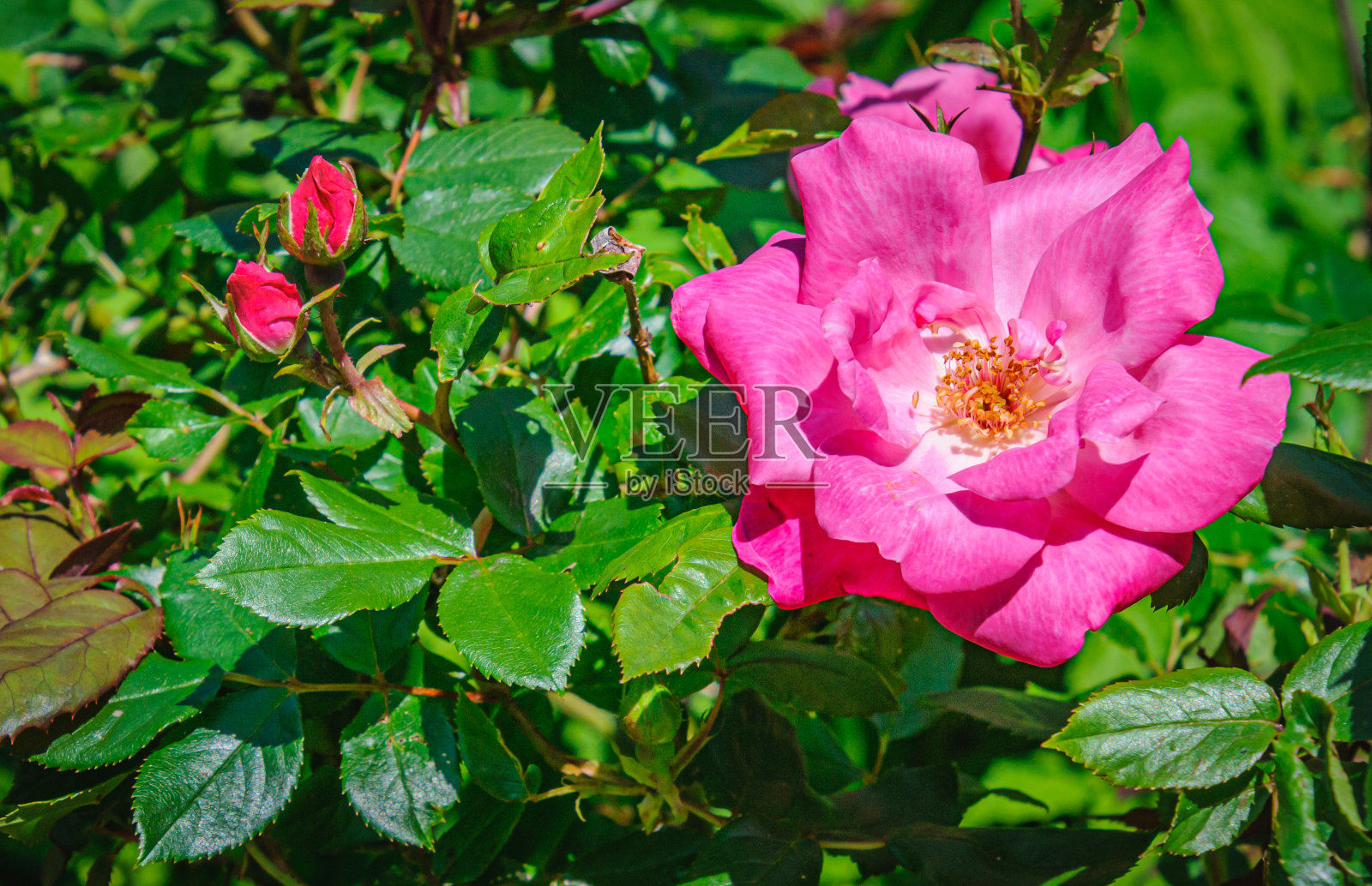 带花蕾的粉红玫瑰照片摄影图片