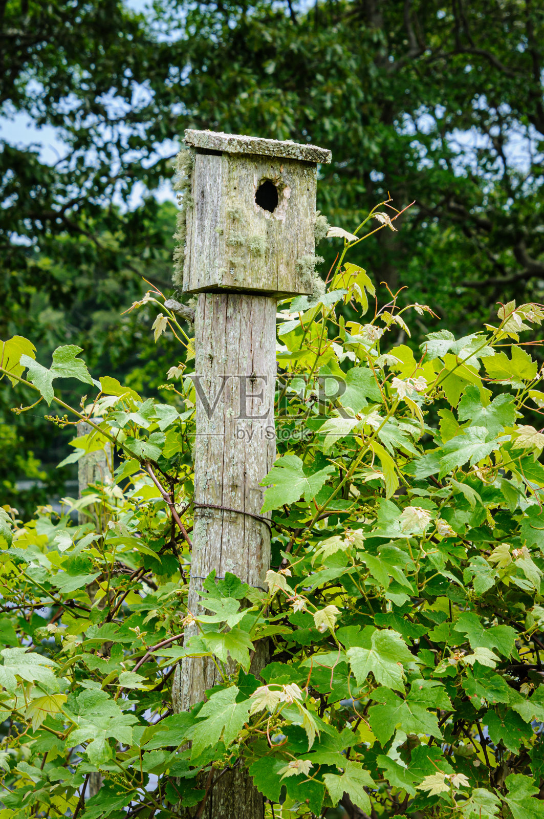 葡萄园的鸟舍照片摄影图片