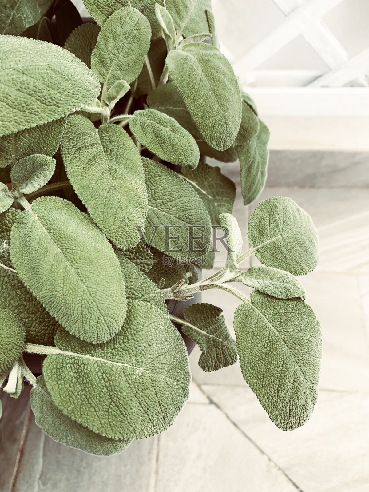 新鲜的圣人。照片摄影图片