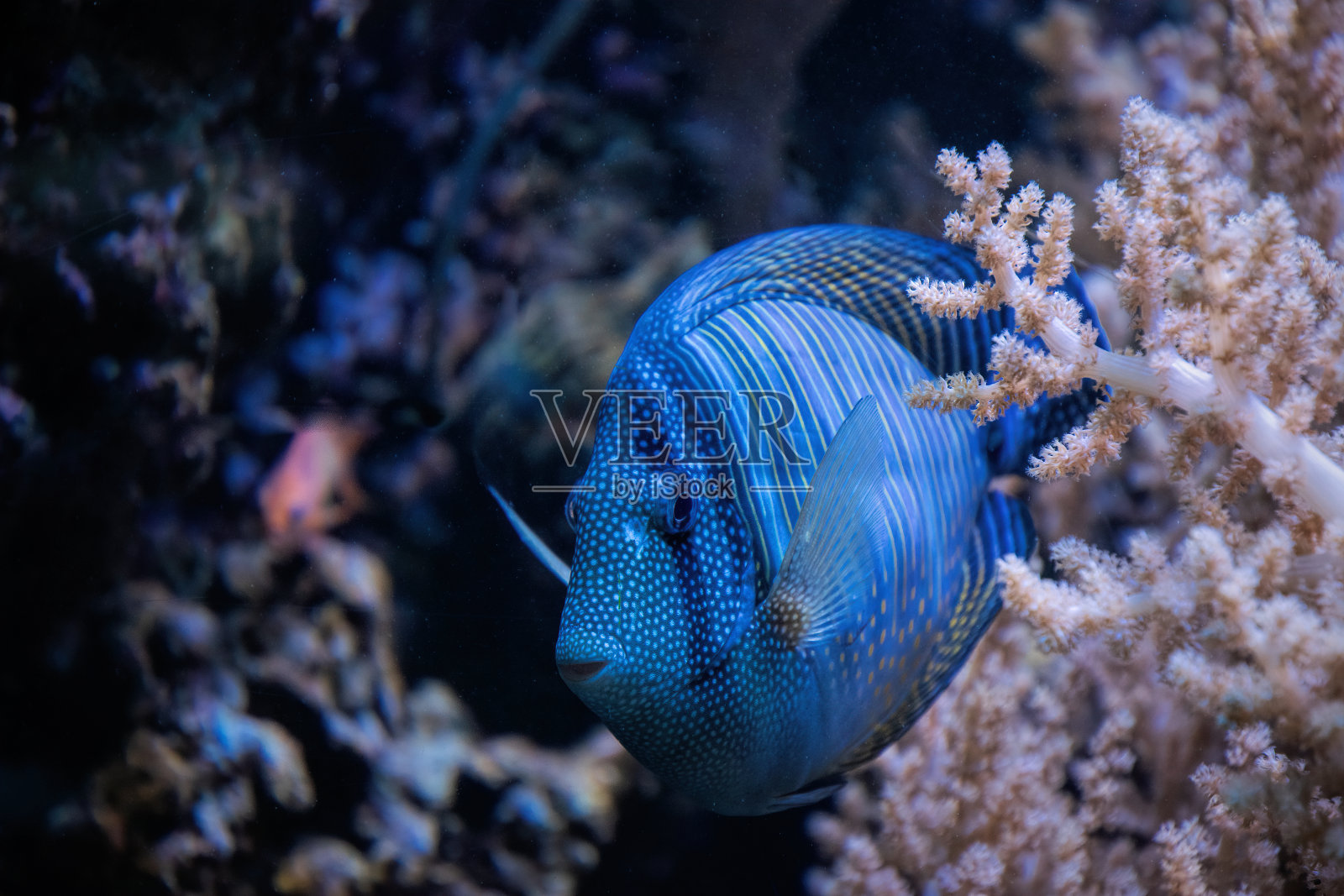 珊瑚礁上色彩鲜艳的热带蓝鱼照片摄影图片