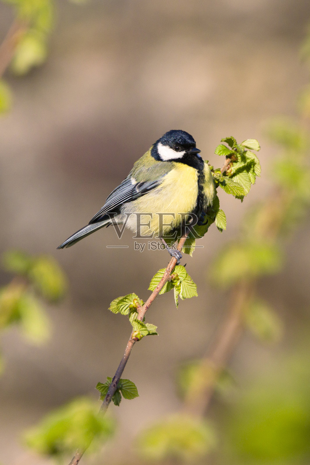 大山雀(Parus major)早晨的太阳落在榛子的树枝上照片摄影图片