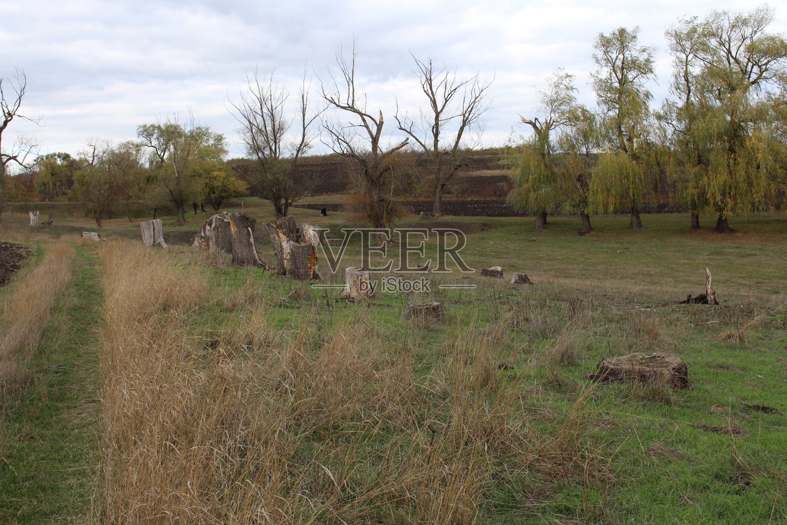 有一群动物的田野照片摄影图片