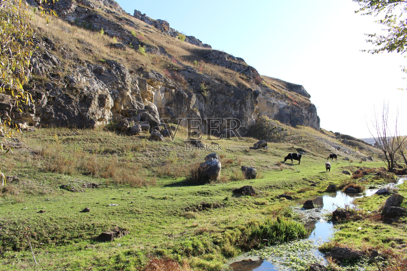 一群牛在长满草的小山上吃草照片摄影图片