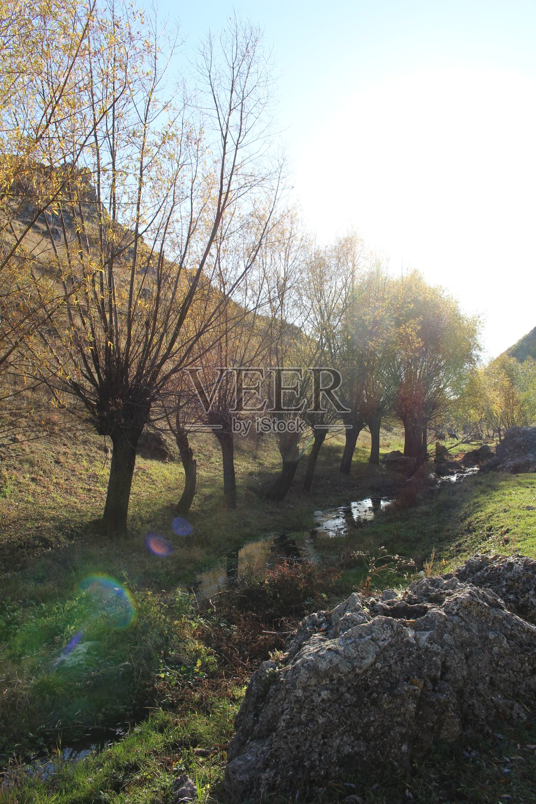 一条有树和草的小溪照片摄影图片