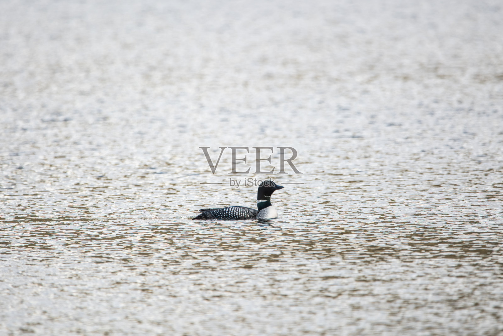 夏季在育空地区开阔水域湖中常见的潜鸟。照片摄影图片