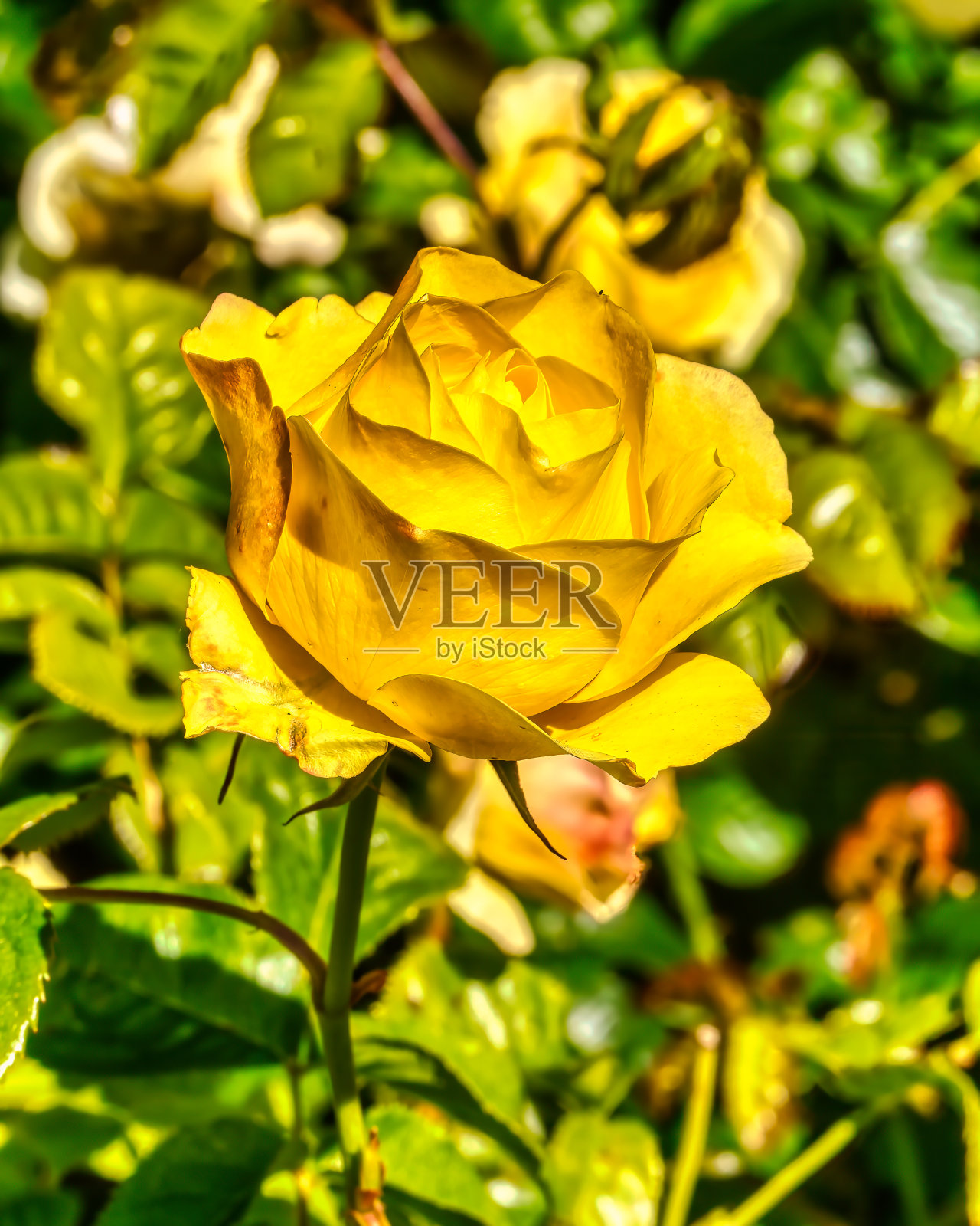 黄玫瑰照片摄影图片