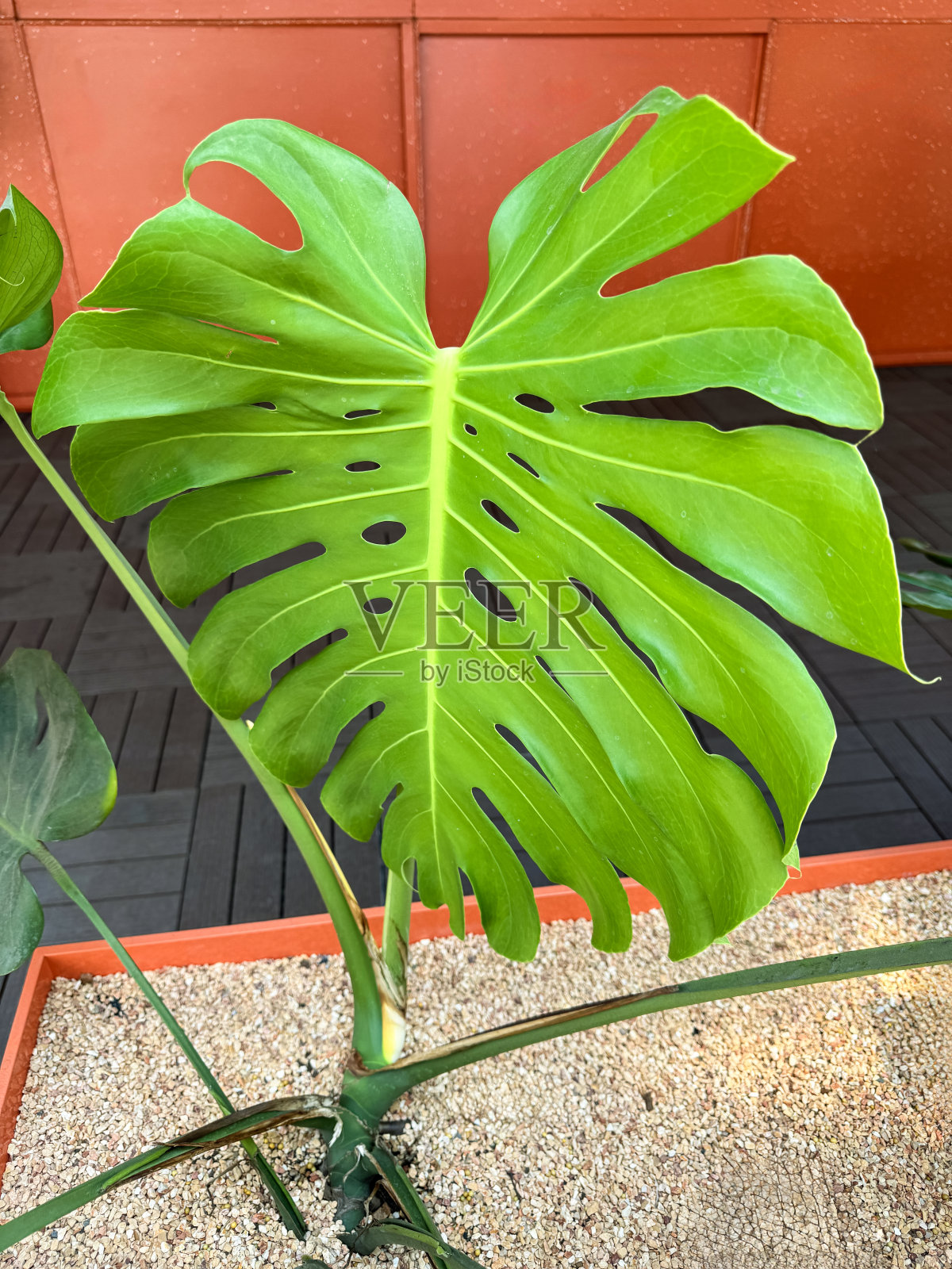 盆栽瑞士奶酪植物(Monstera deliciosa)在橙色植物槽中生长的特写图像,石砾石覆盖物,露天用餐区,重点在前景照片摄影图片