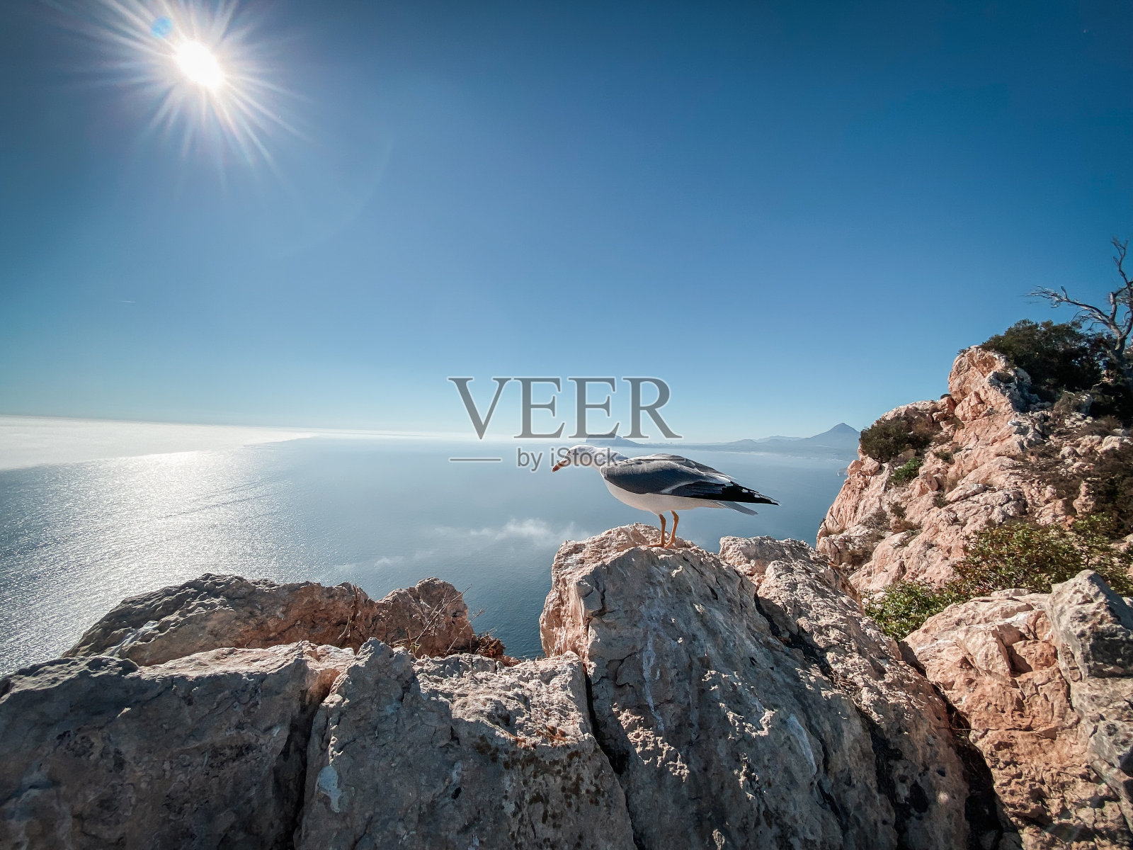 从西班牙Peñón de Ifach起飞的海鸥照片摄影图片