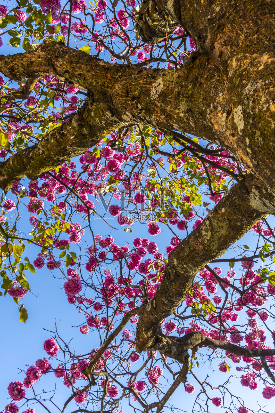巴西粉红Ipe特写照片摄影图片