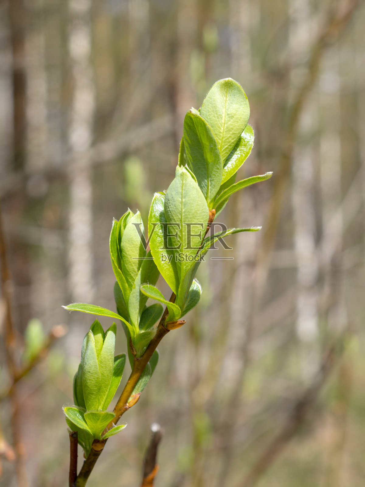 树的绿叶照片摄影图片