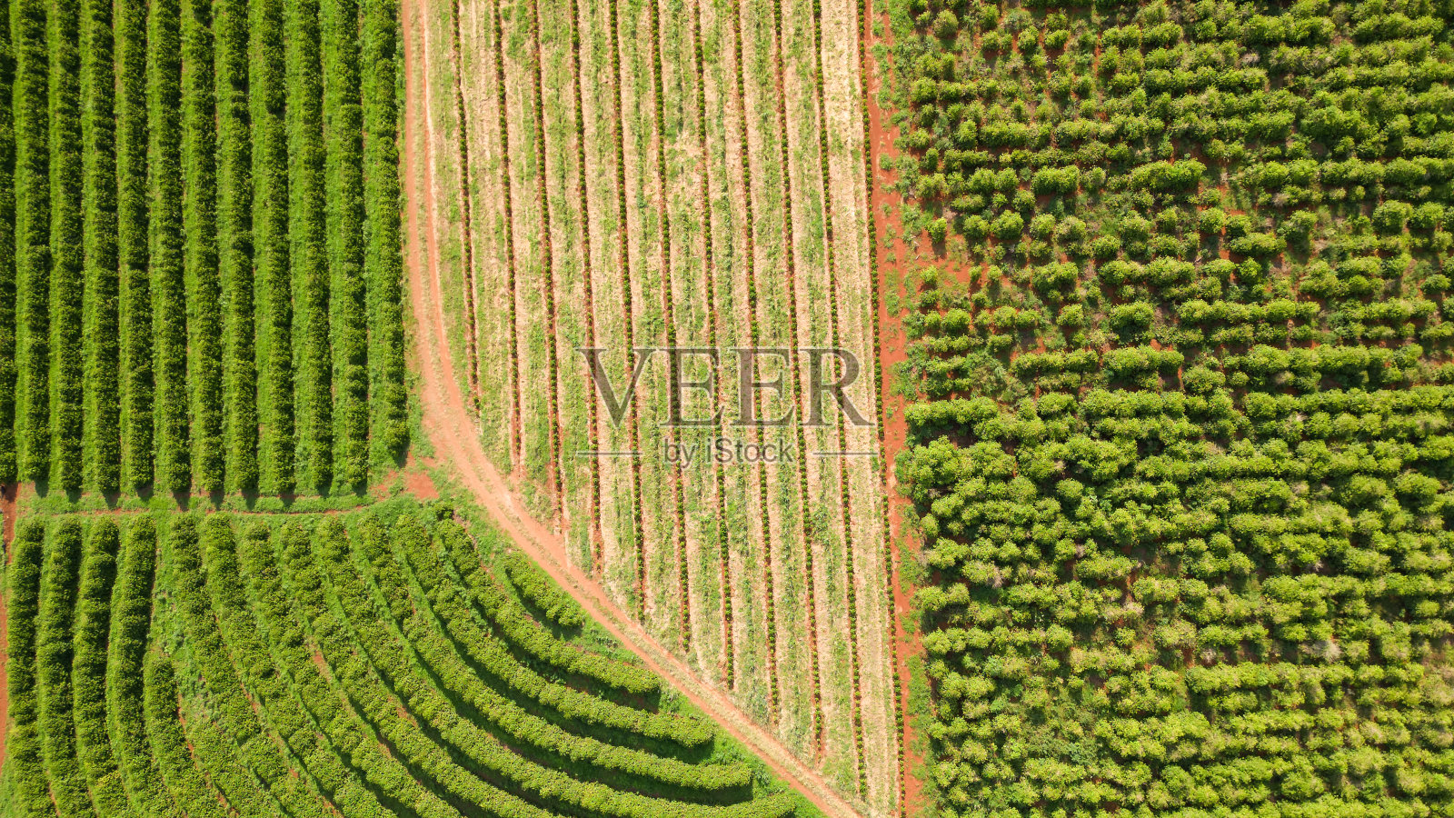 咖啡种植园的鸟瞰图照片摄影图片