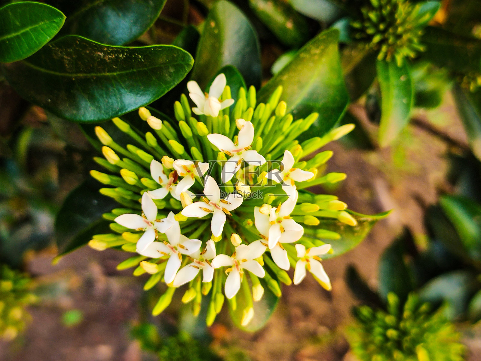 花与强烈的白色花瓣,Ixora Coccinea照片摄影图片