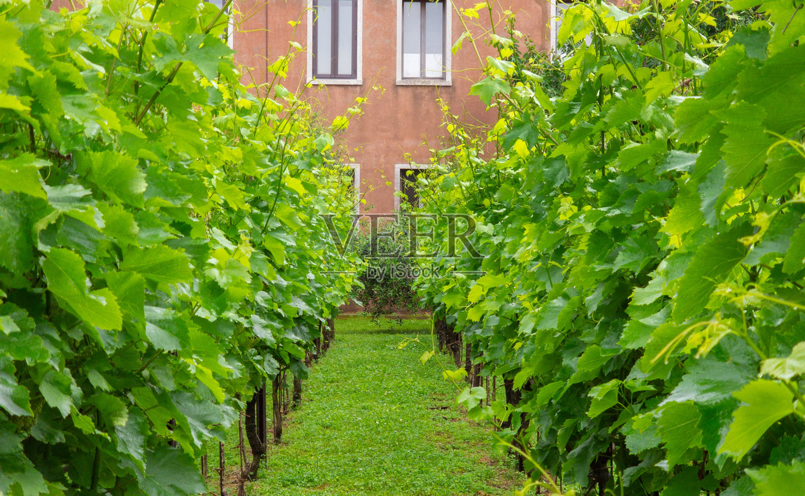 漂亮的小葡萄园照片摄影图片