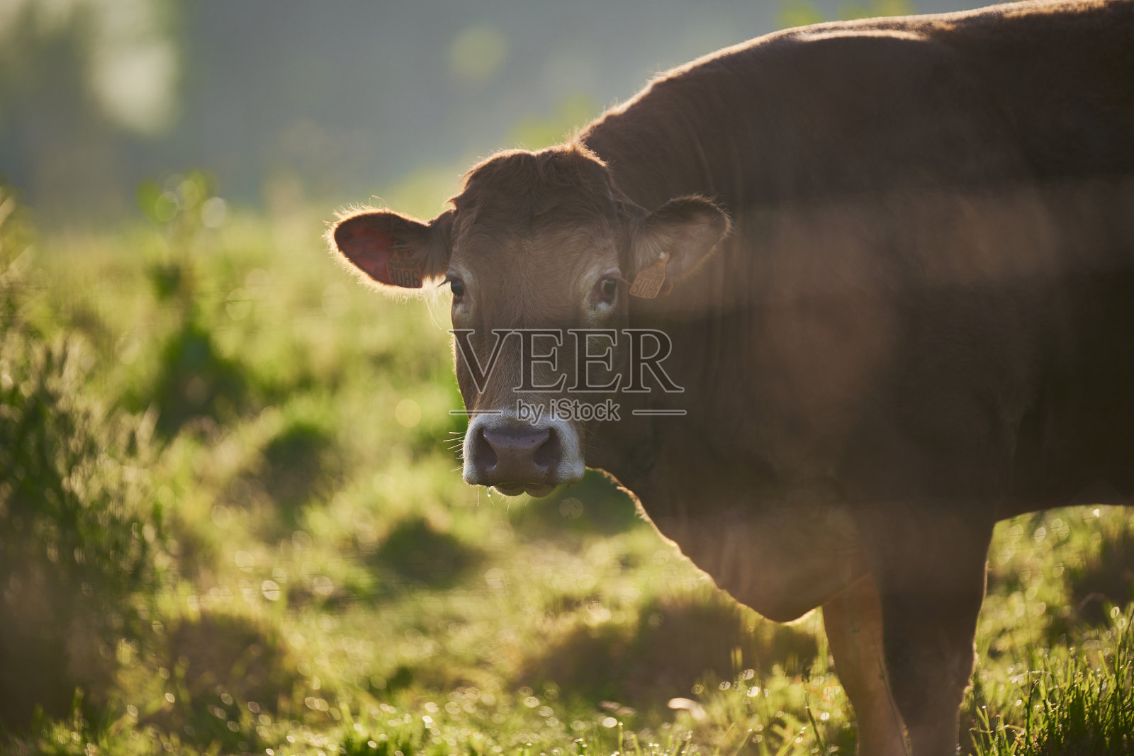 养牛风电场照片摄影图片