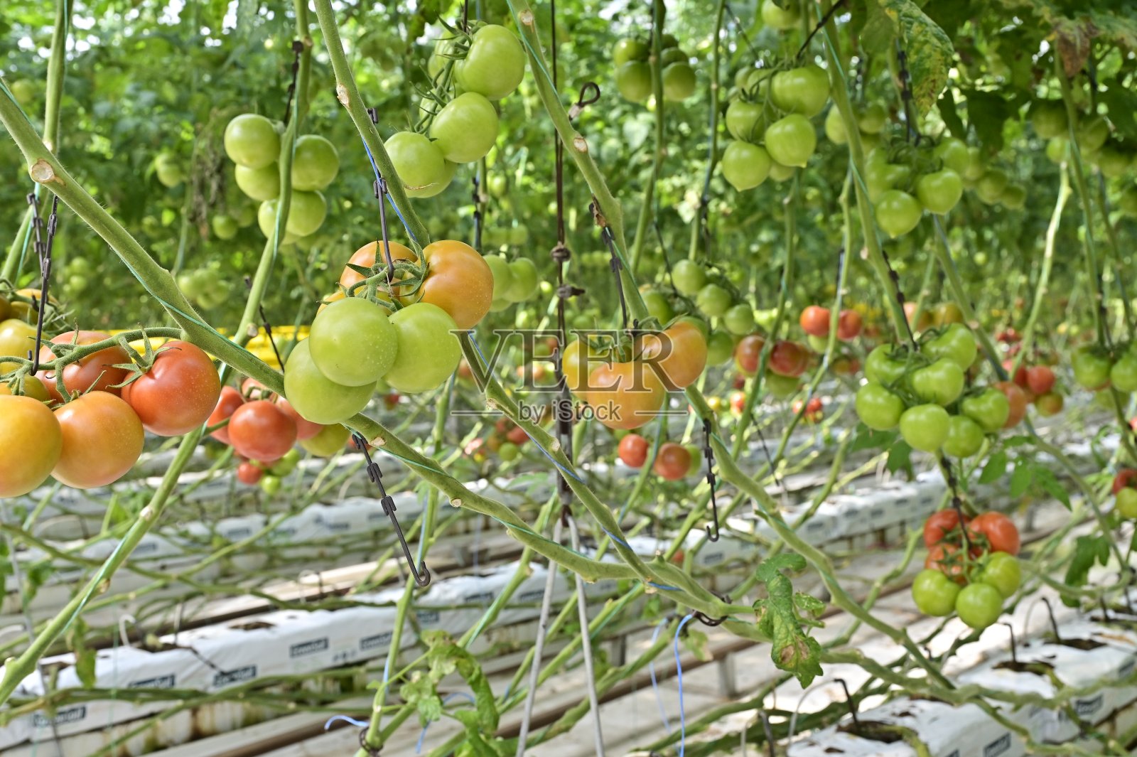 水培温室里的西红柿。照片摄影图片