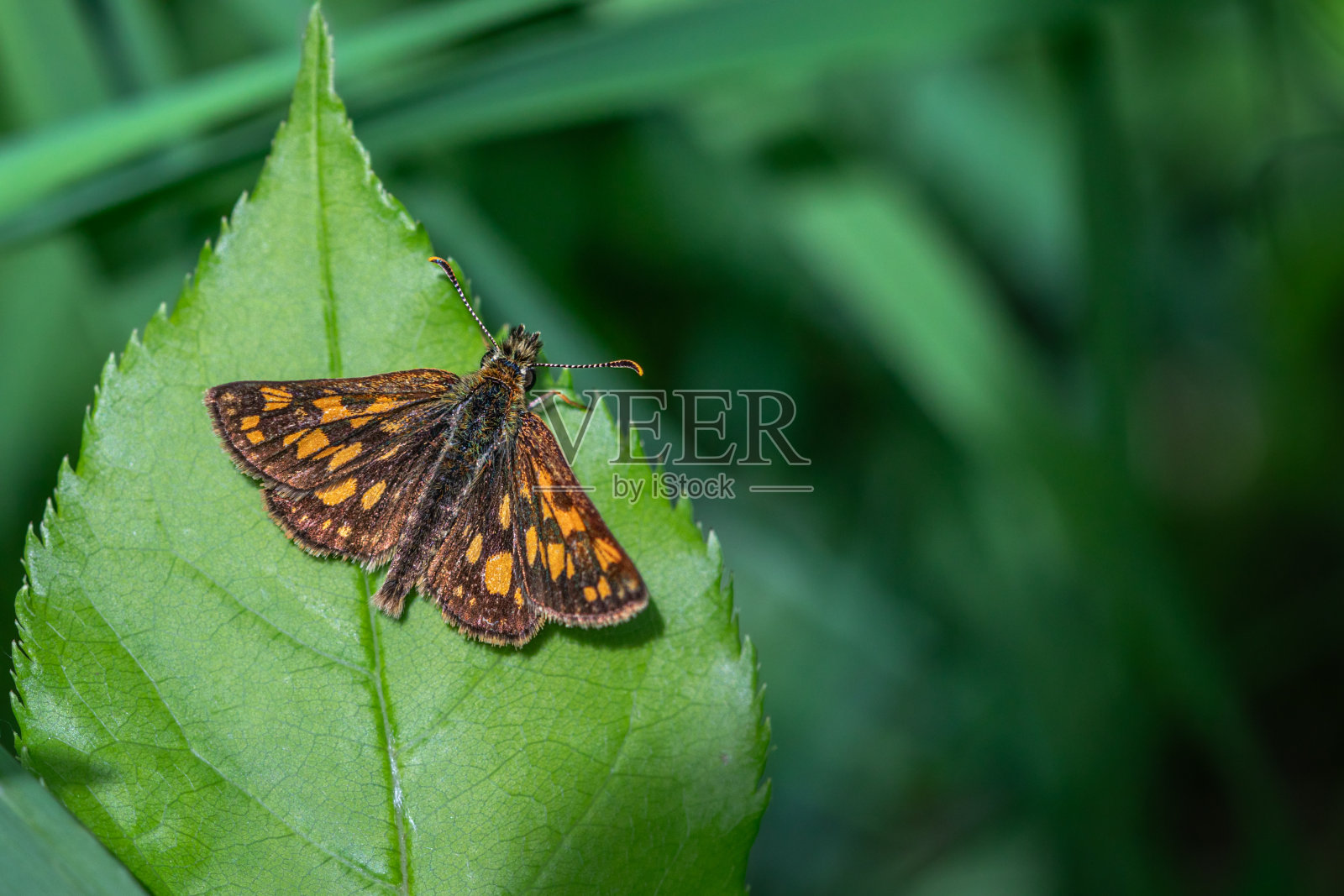 北极船长(Carterocephalus palaemon),棋盘。照片摄影图片