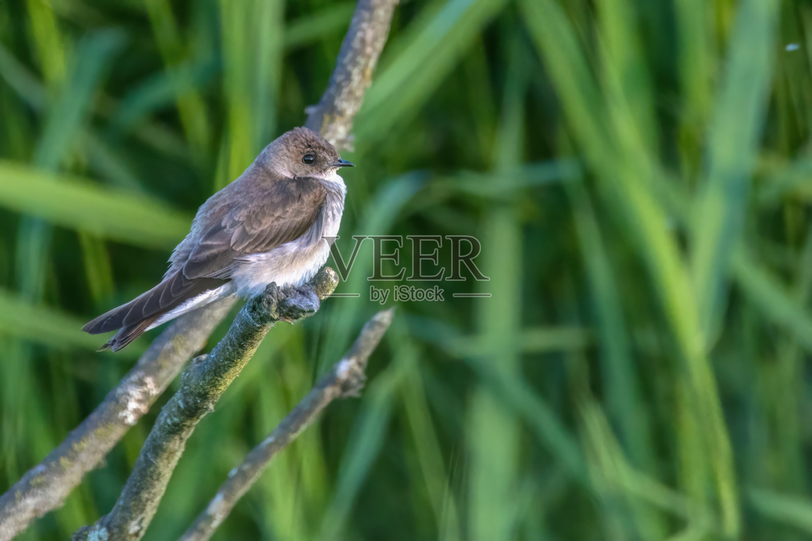 栖息在树枝上的北方粗翅燕照片摄影图片