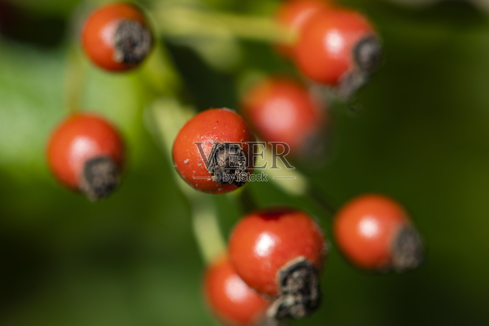 Escaramujo照片摄影图片