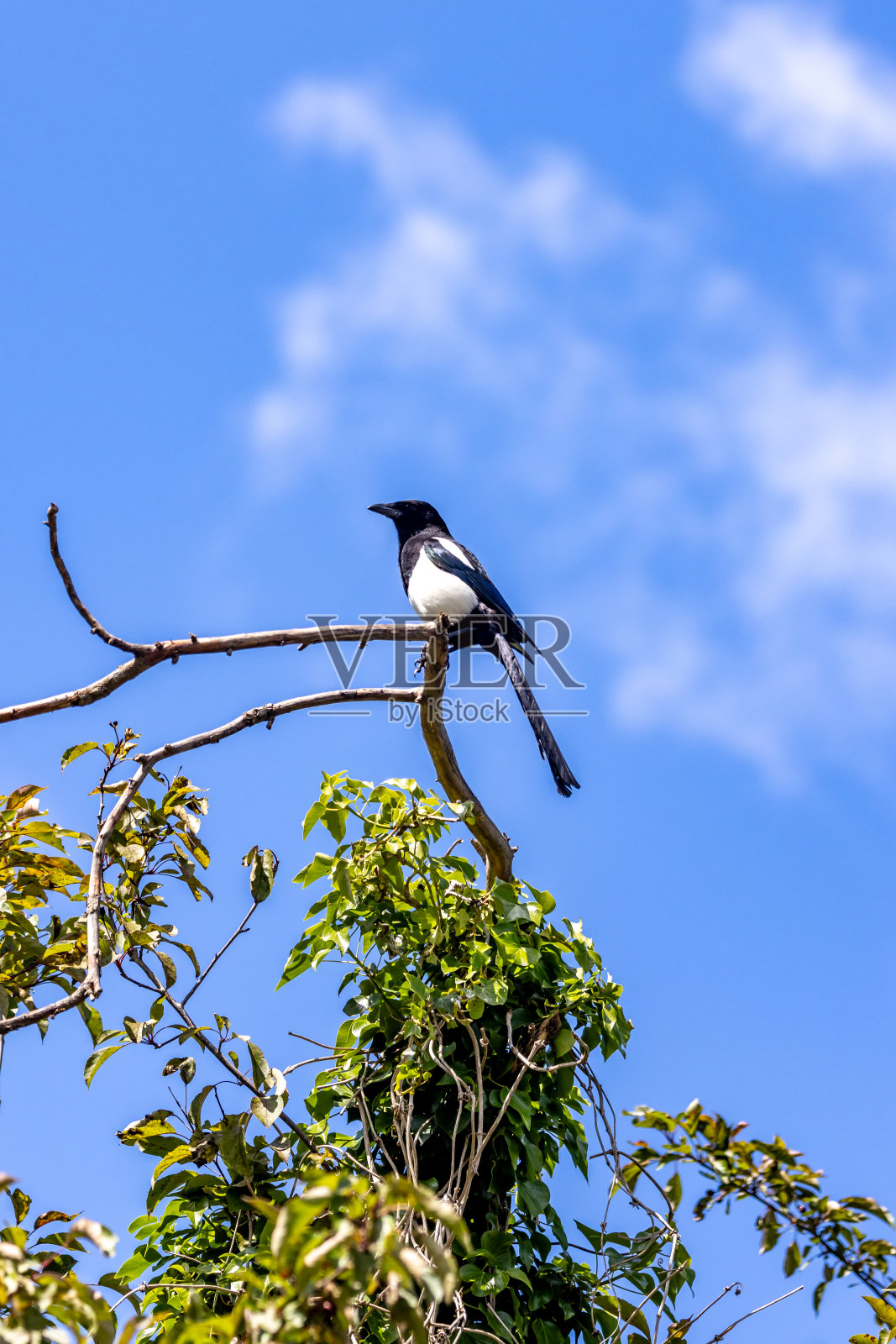 在一个阳光明媚的夏日,仰望一只栖息在树枝上的喜鹊照片摄影图片
