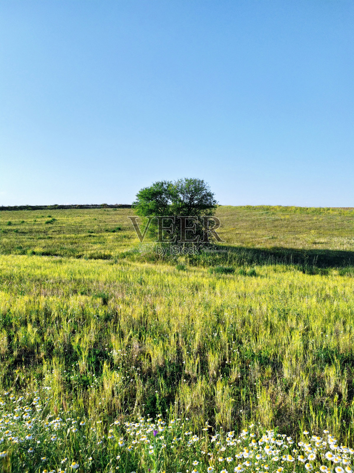 在广阔的乡村中央,一棵美丽的树的珍贵景色。照片摄影图片