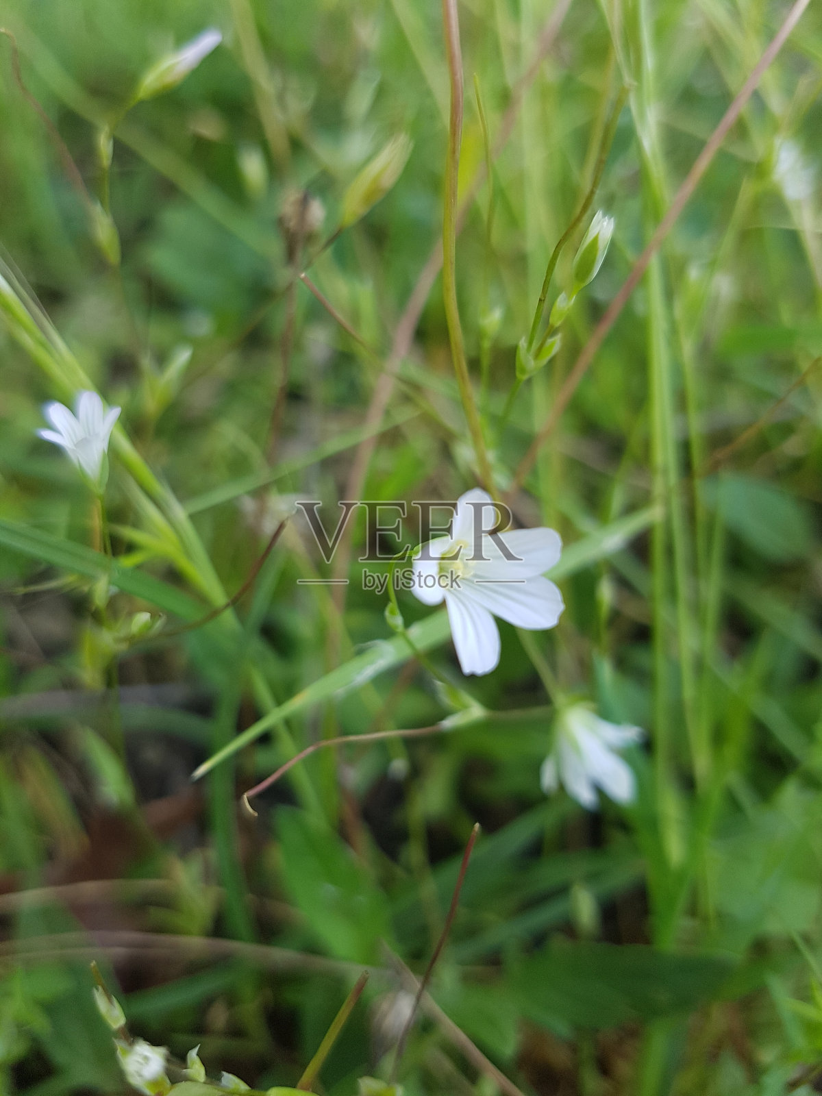 白色的野花照片摄影图片