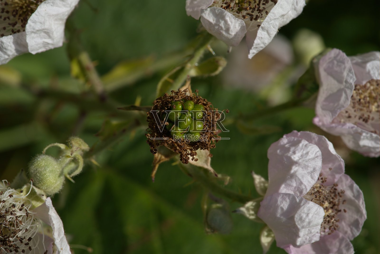 早期的荆棘果实照片摄影图片