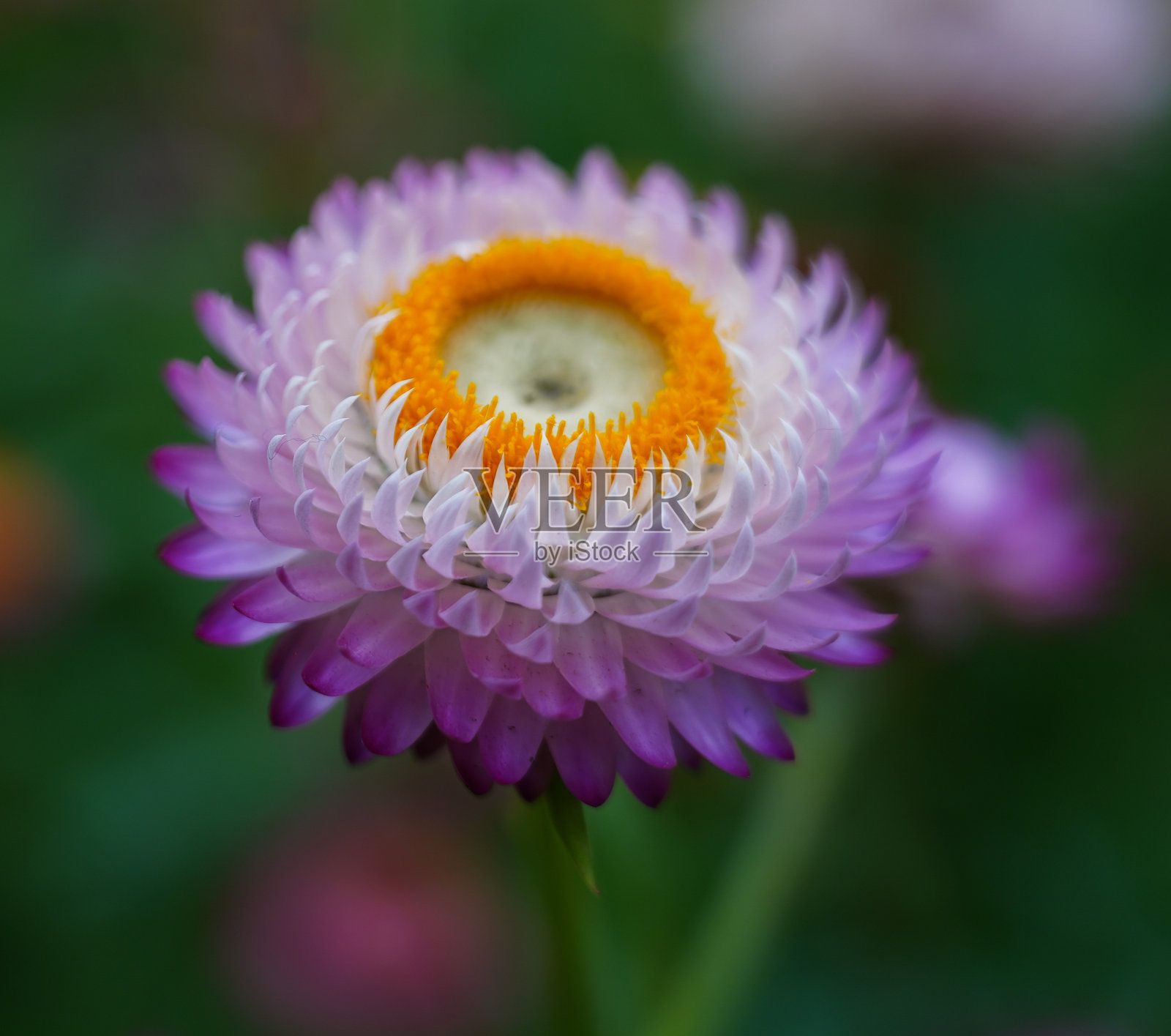 近距离观看美丽盛开的大丽花照片摄影图片