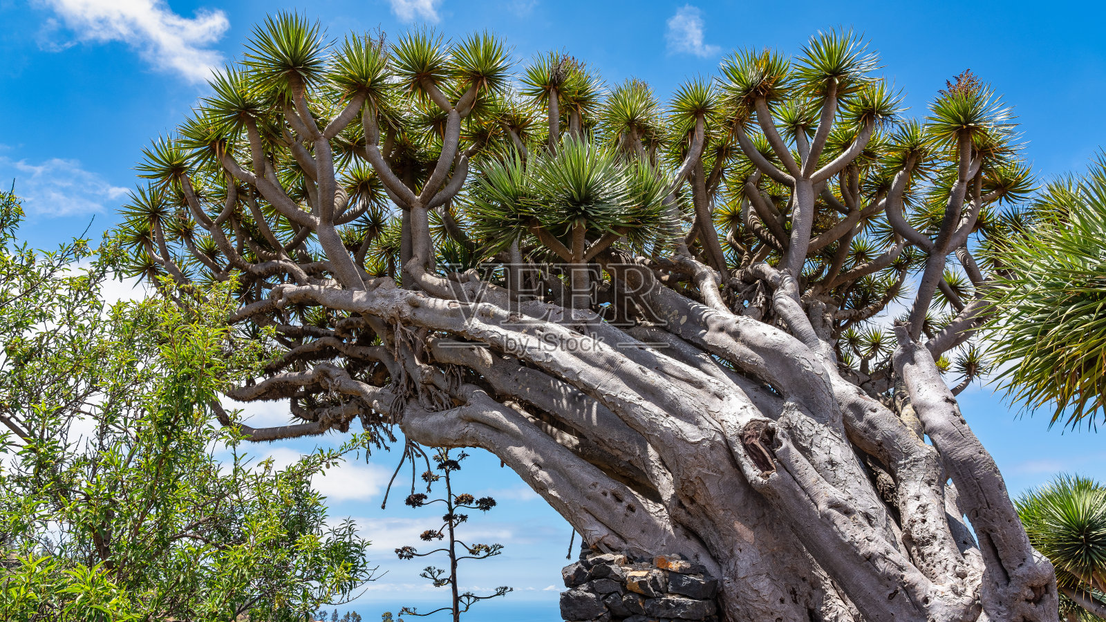 在加那利群岛拉帕尔马岛海岸的海边公园里的龙骨树。照片摄影图片