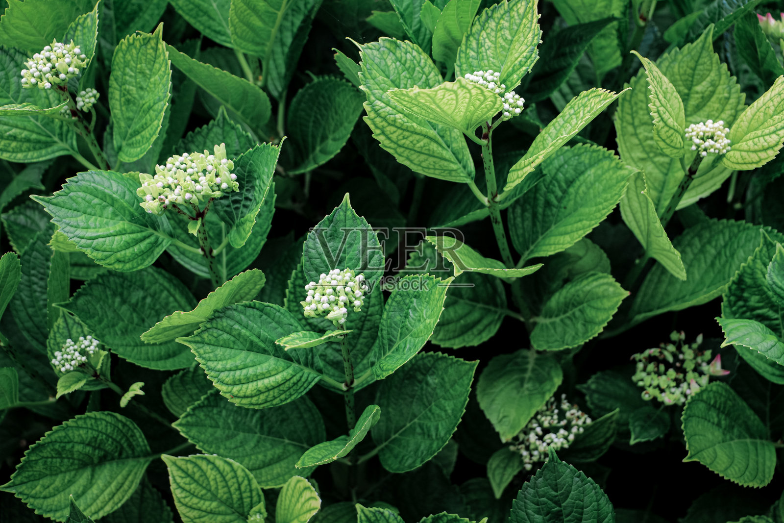 晚霞下的绣球叶特写。绿叶背景照片摄影图片