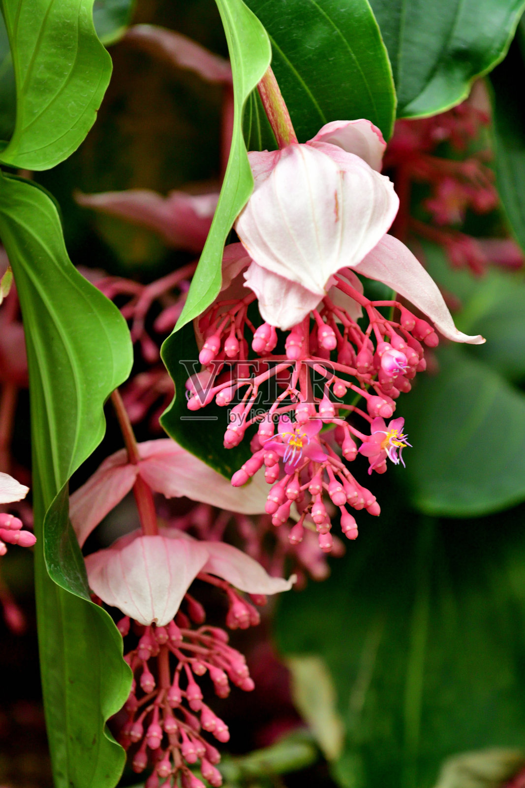 美丁尼拉宝莲灯:具有粉红色下垂花的异国情调的常绿附生植物照片摄影图片