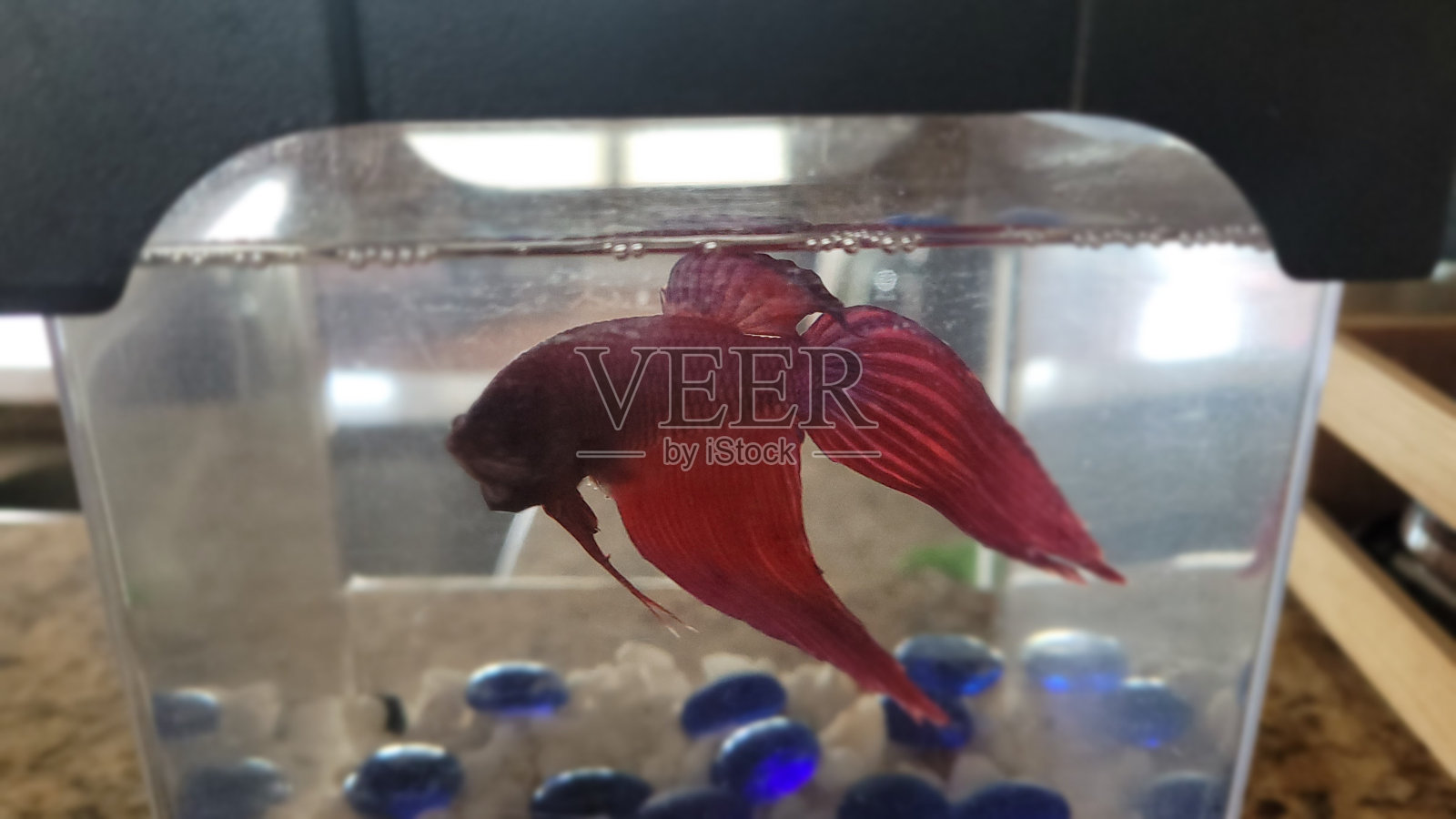 鱼照片摄影图片