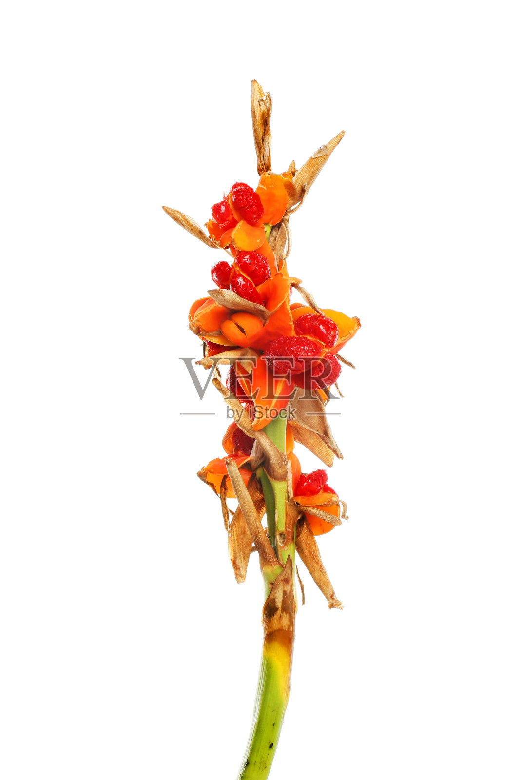 姜百合子照片摄影图片