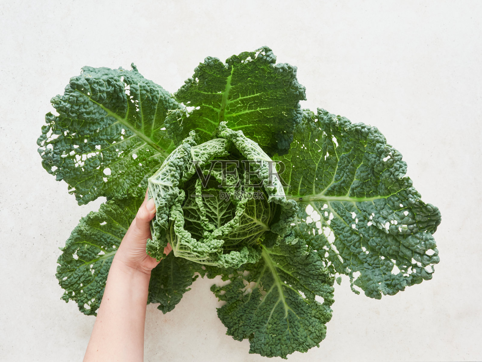巨大的咸味卷心菜,绿叶张开,在一个人的手中挖洞。天然不完美的有机蔬菜。照片摄影图片