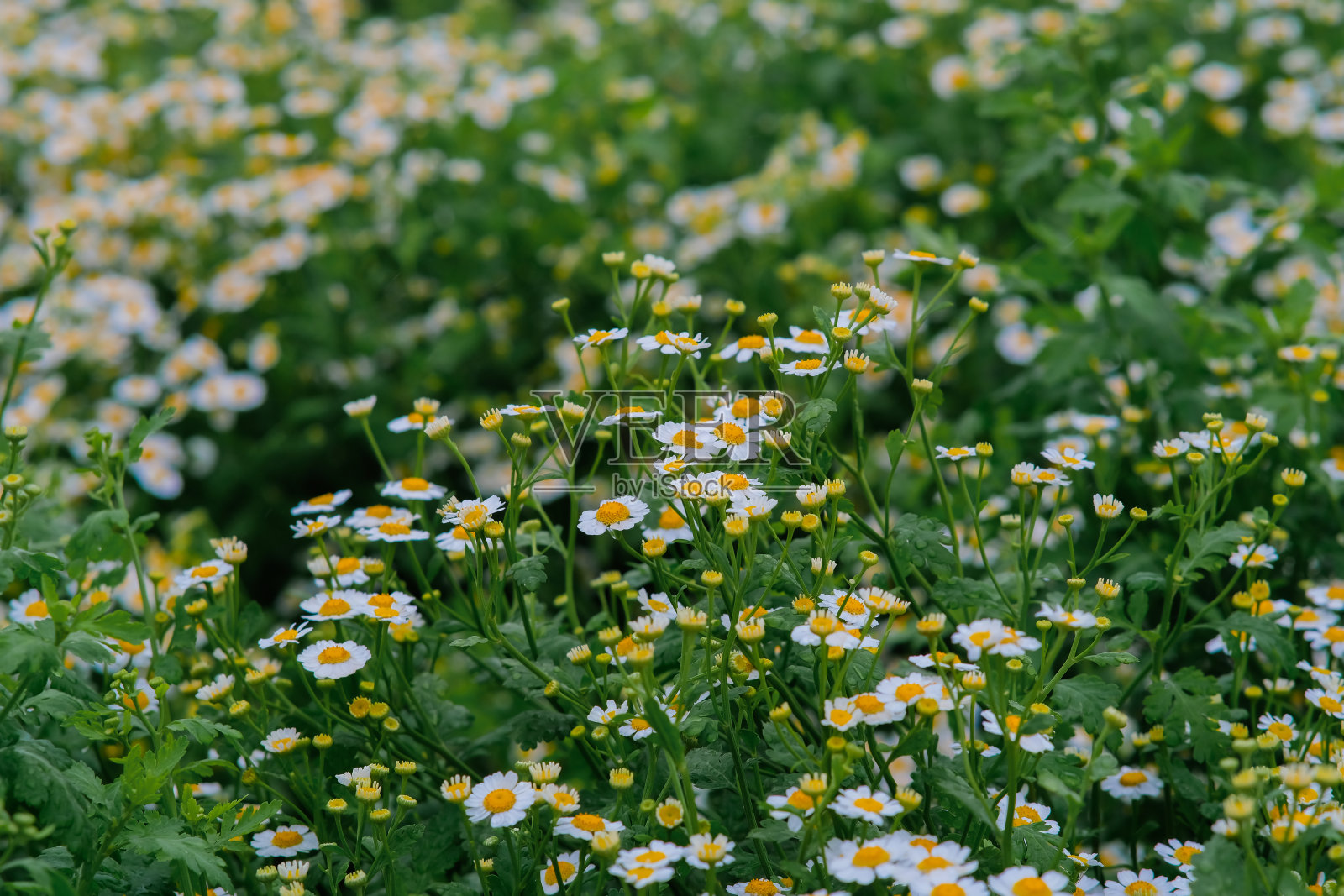 菲律宾阿托克本格特北部花卉园的霜冻。照片摄影图片