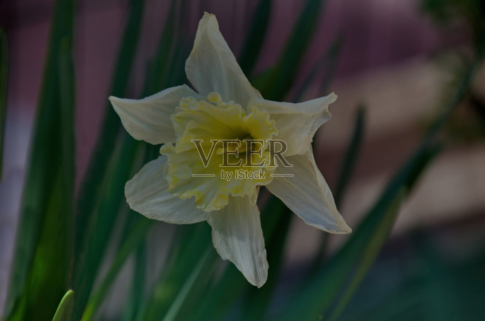 春天盛开的白色水仙花或水仙的黄色花心照片摄影图片