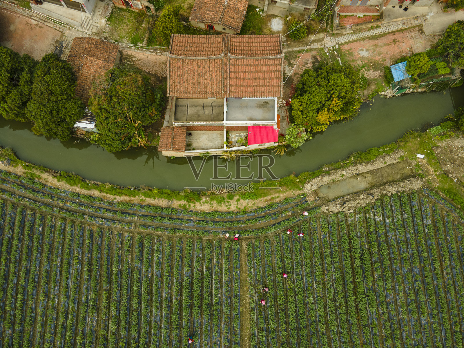 农工在村庄附近采摘蔬菜的航拍画面照片摄影图片