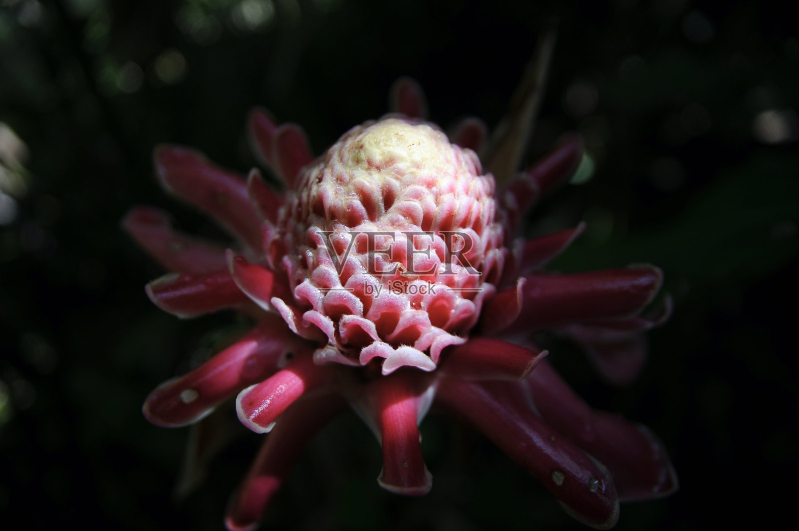 野姜照片摄影图片