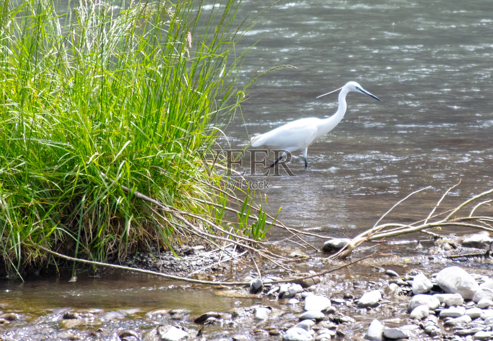 一只苍鹭在河上捕鱼照片摄影图片