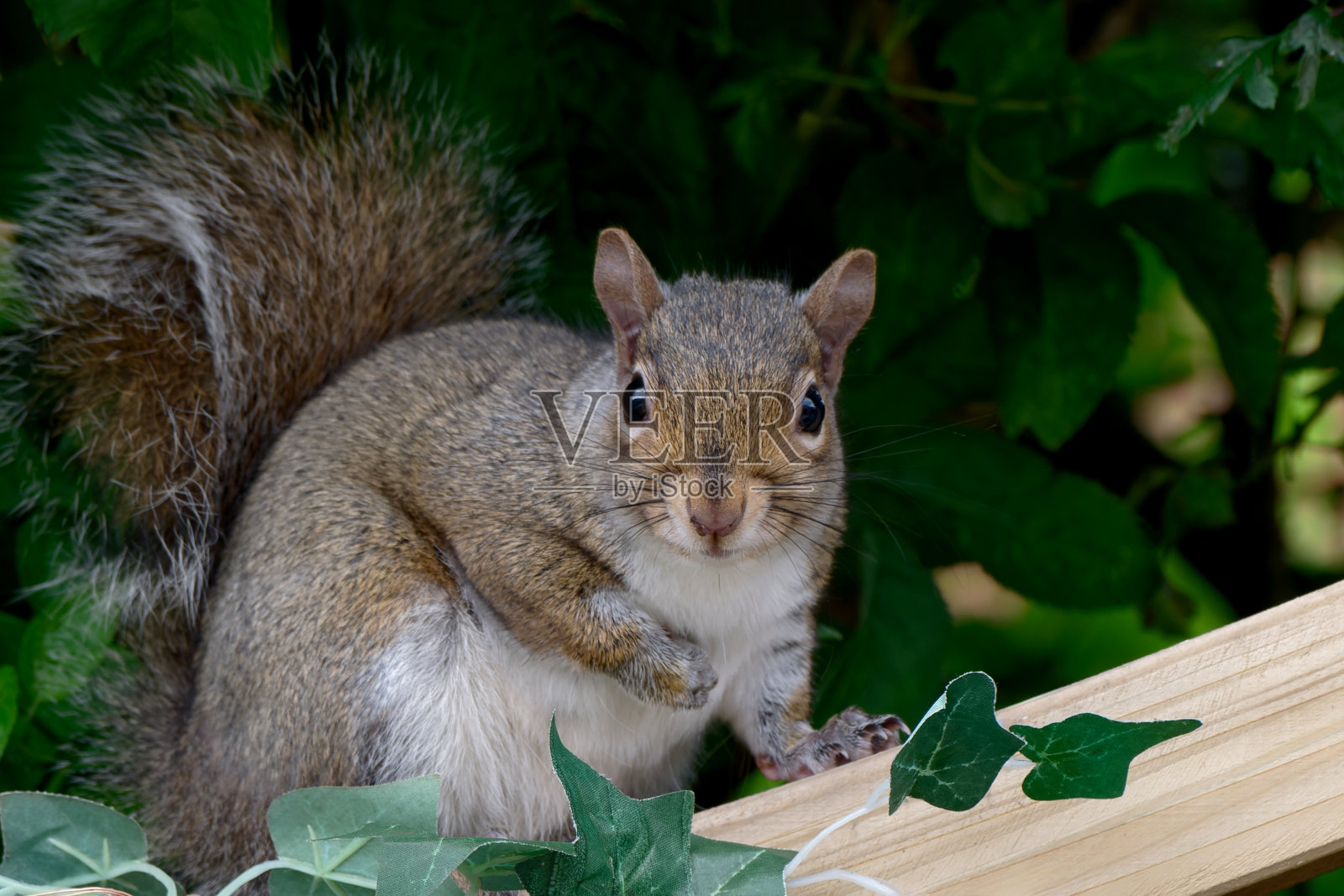 一只灰松鼠坐在花园篱笆上的特写照片摄影图片