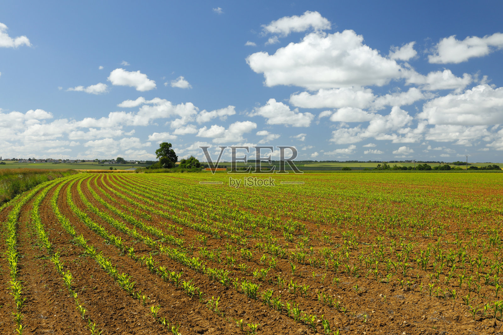 法国诺曼底的农业照片摄影图片
