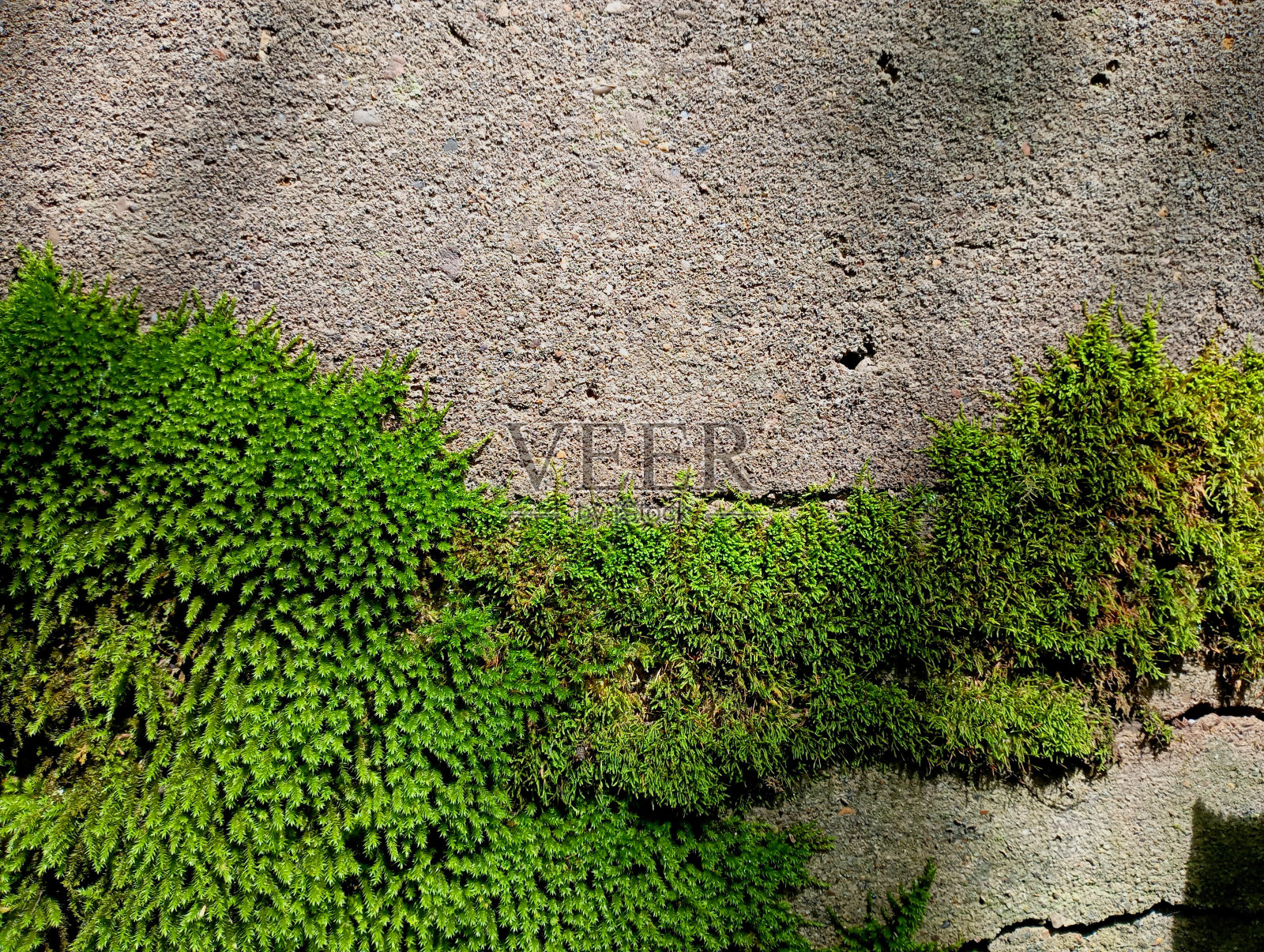 一面古老的灰色混凝土墙,慢慢长满了青苔。纹理来自古老的建筑形式,逐渐长满了植物和草。混凝土墙上的青苔。照片摄影图片