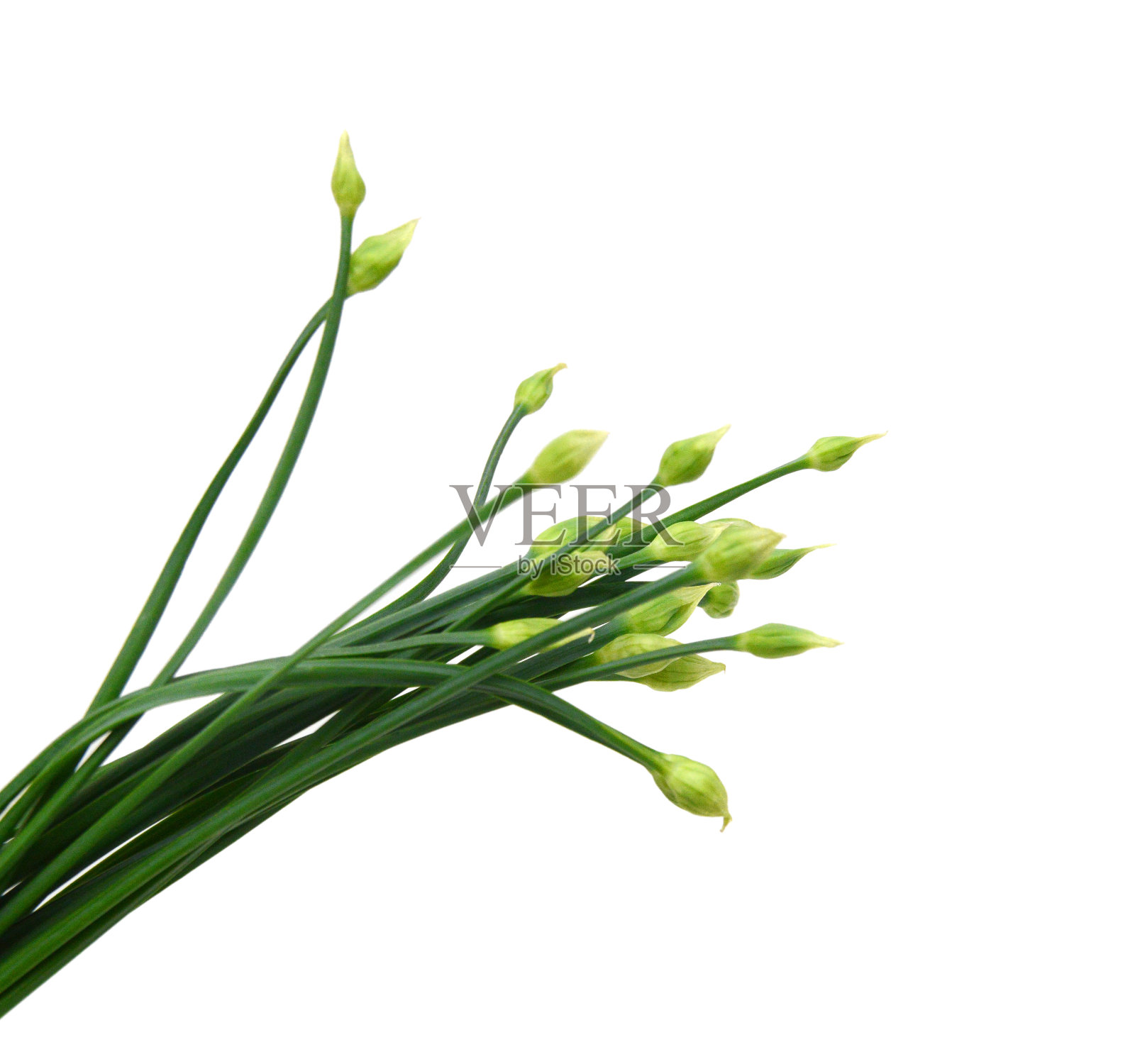 细香葱花孤立在白色背景上。照片摄影图片