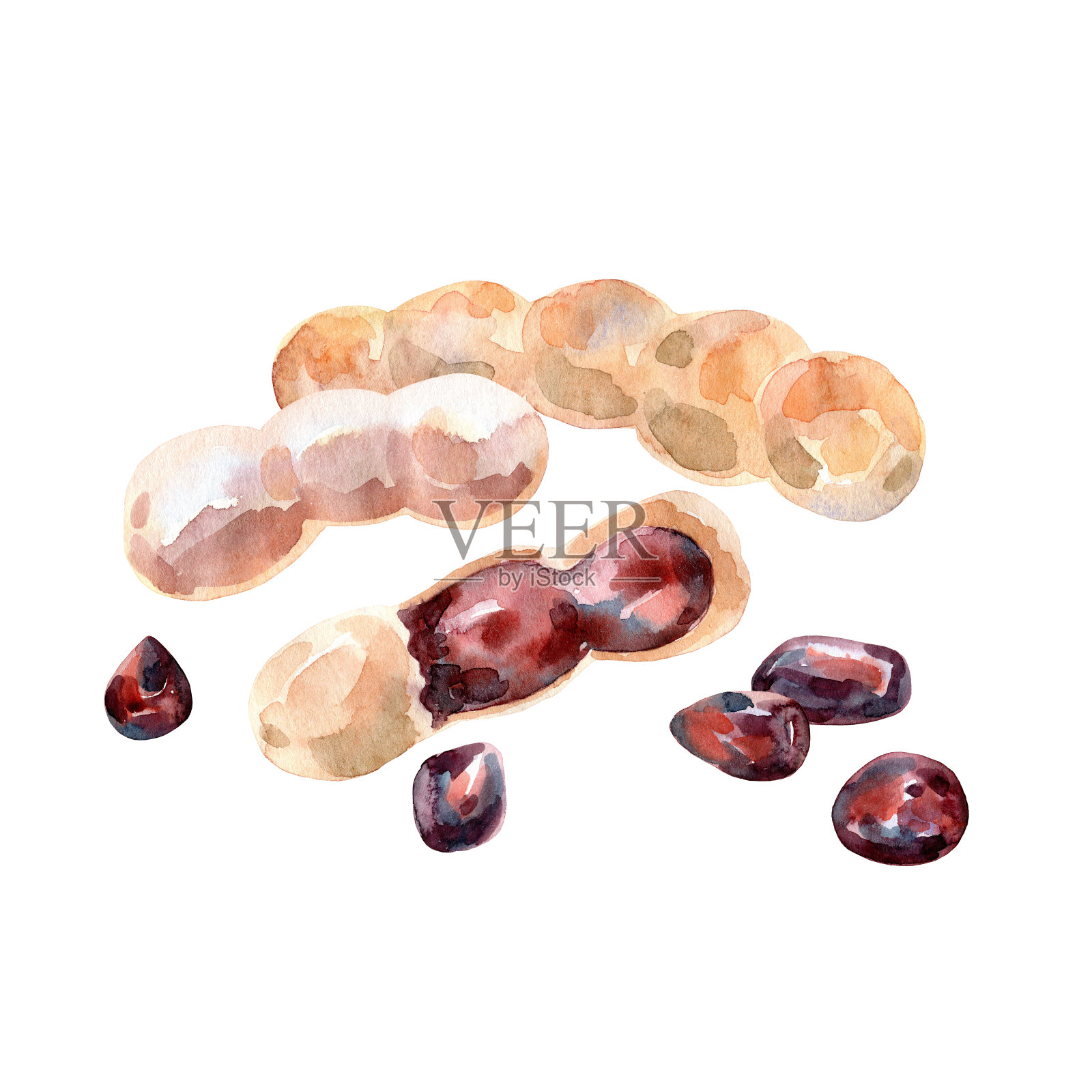 水彩罗望子。插画图片素材